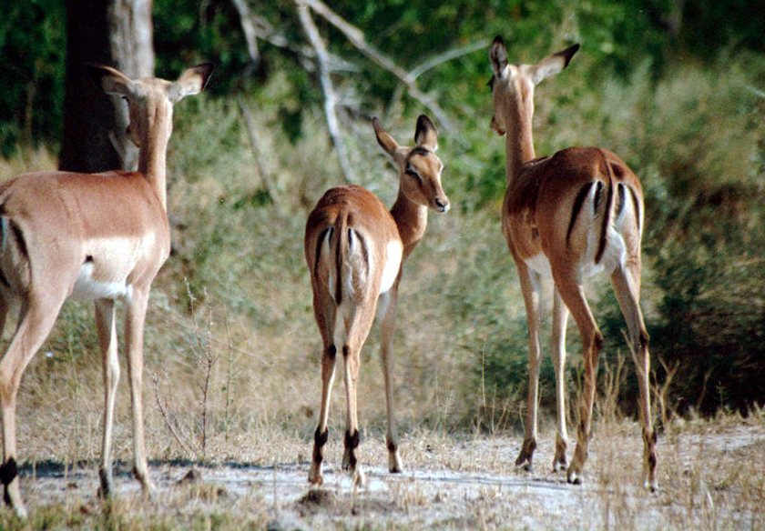 Three Graces photo small