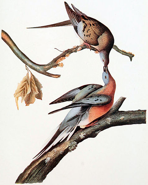 Audubon's Passenger Pigeons
