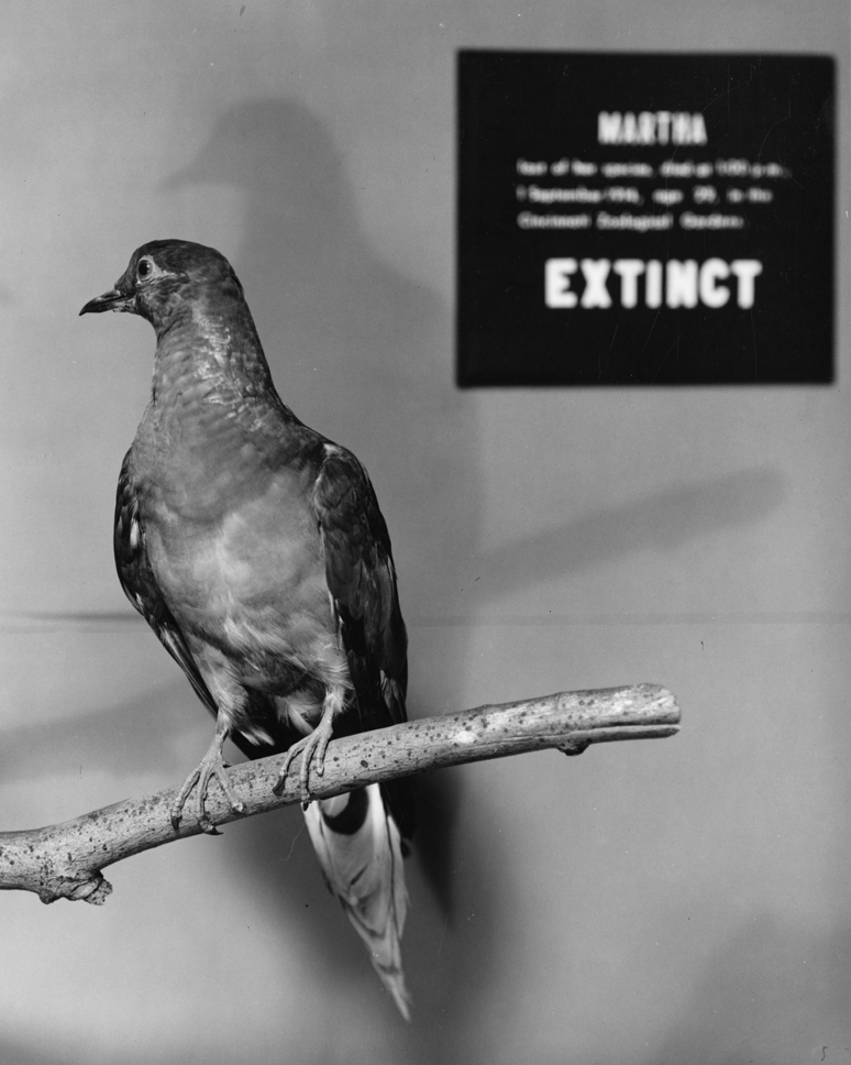 Martha, stuffed and mounted at the Smithsonian