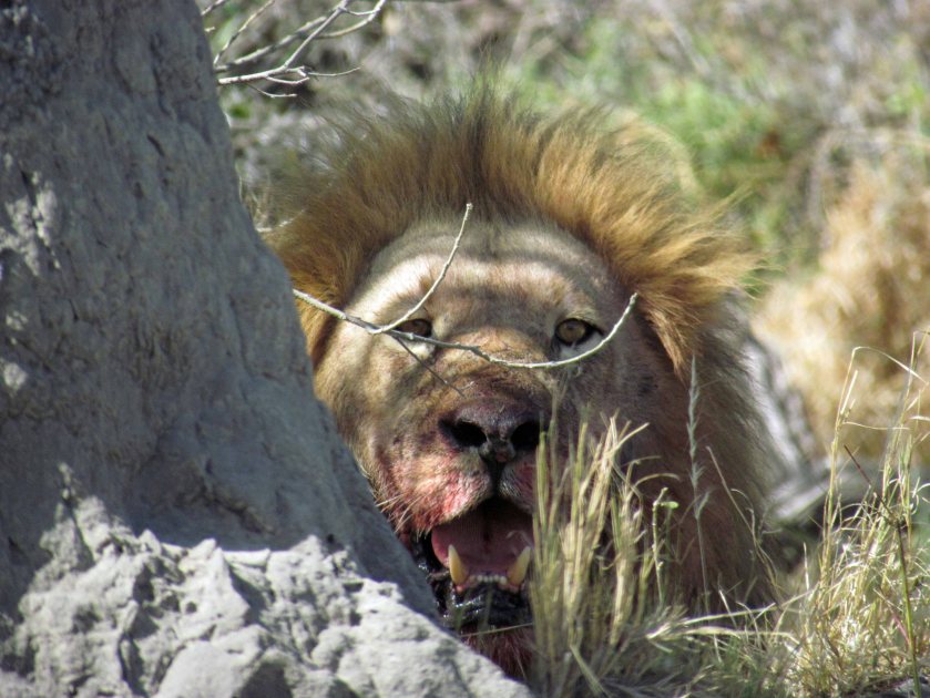 Moremi Game Reserve, Botswana