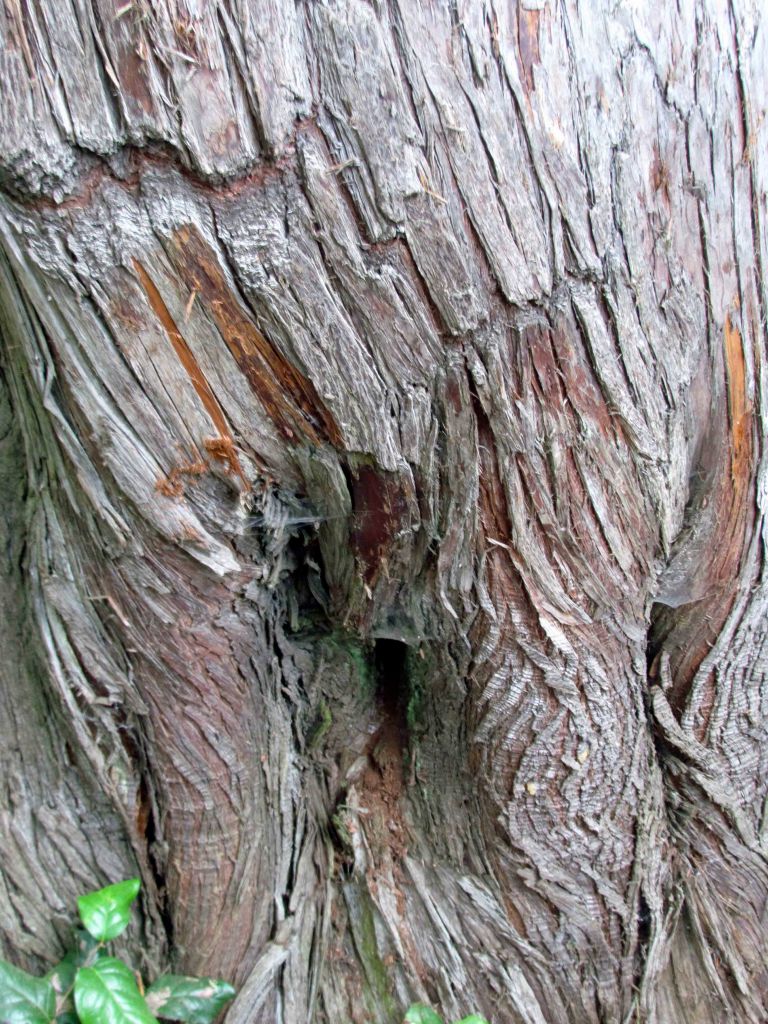 Mammoth Cedar female