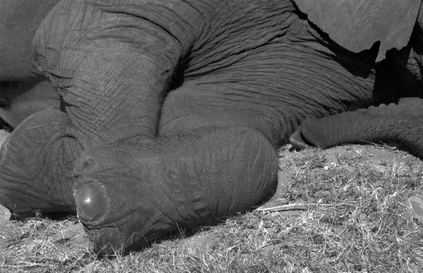 Morula's toenail b&w