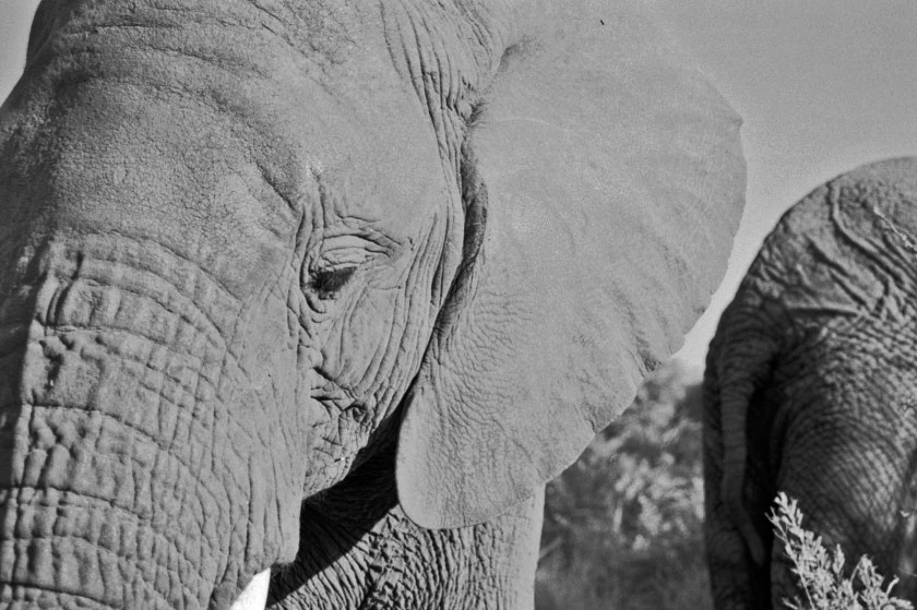 Diamond on forehead 2