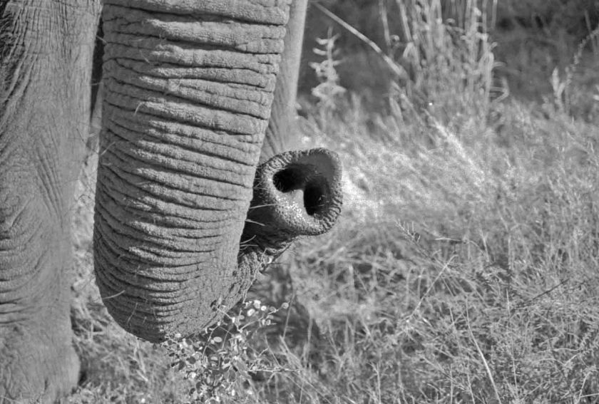Trunk tip 2b&w