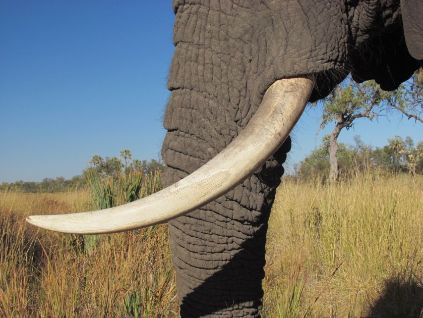 African elephant tusk