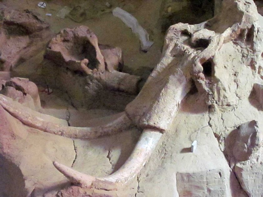 Mammoth Skull in situ, Mammoth Museum, Hot Springs, South Dakota