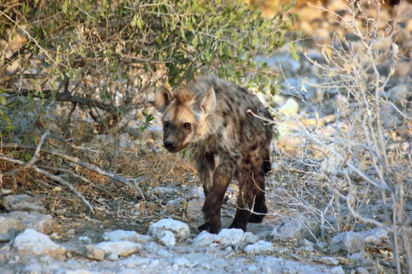 Juvenile Hyena photograph by Cheryl Merrill