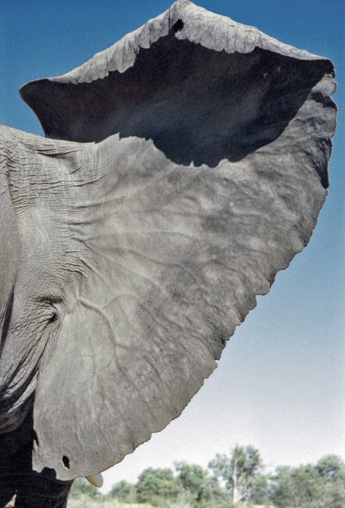 photograph by Cheryl Merrill