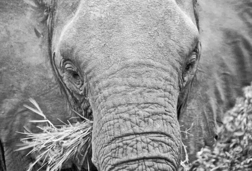 photograph by Cheryl Merrill