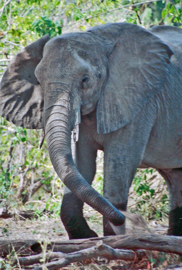 photograph by Cheryl Merrill