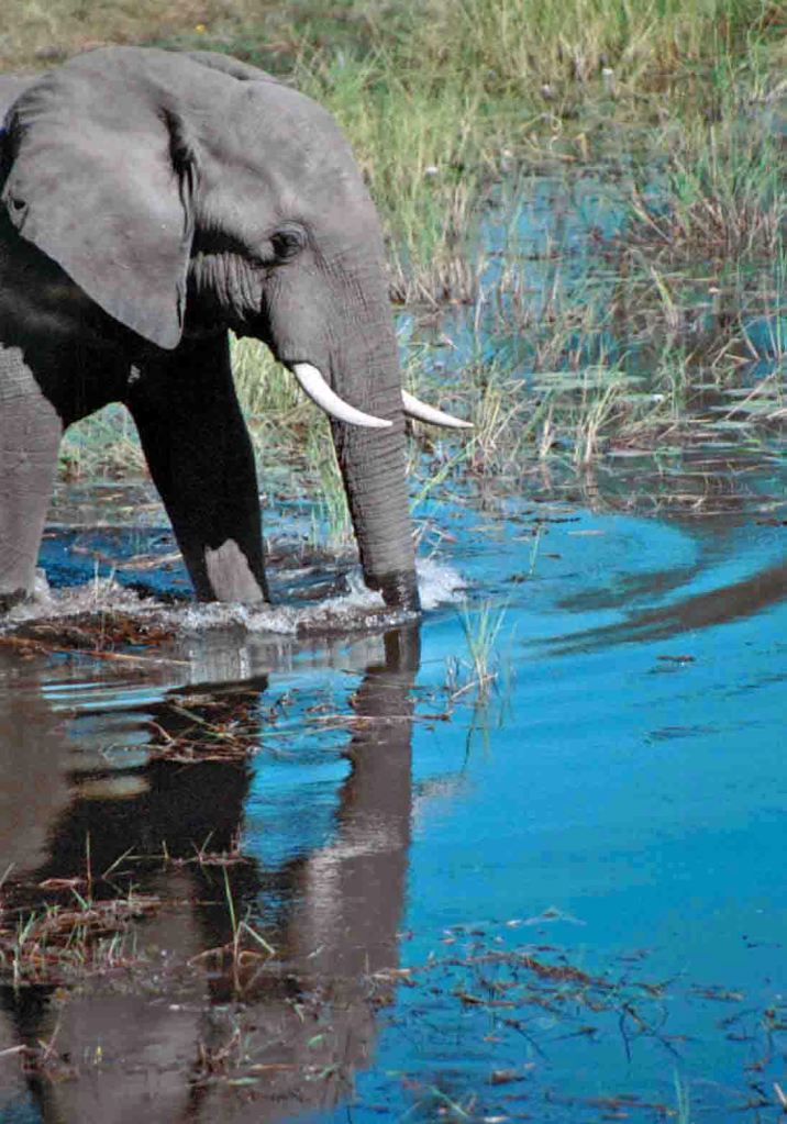 photograph by Cheryl Merrill