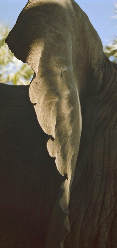 photograph by Cheryl Merrill