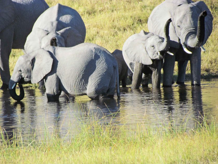 Dailing drinking Savuti