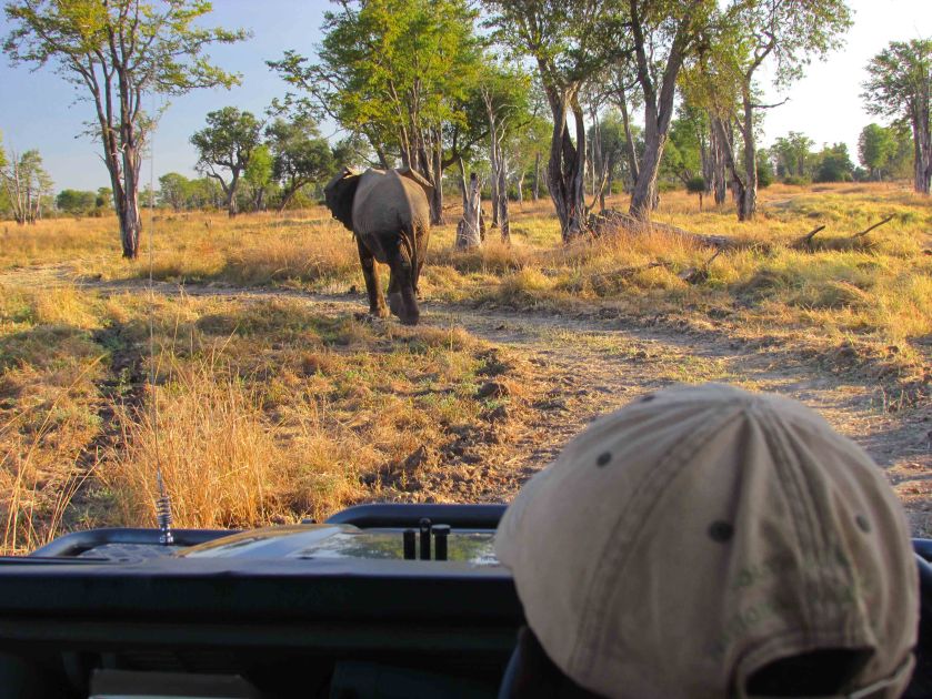 Daily following ellie