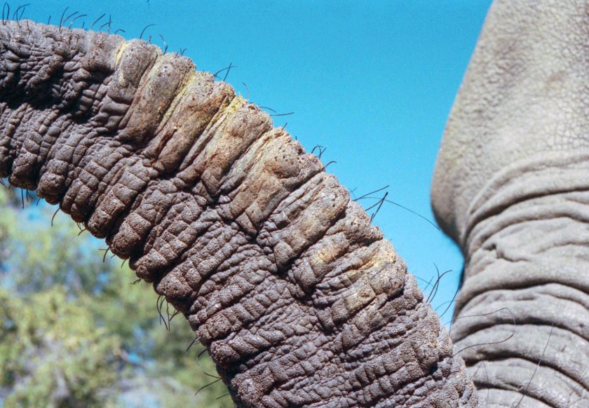 photograph by Cheryl Merrill