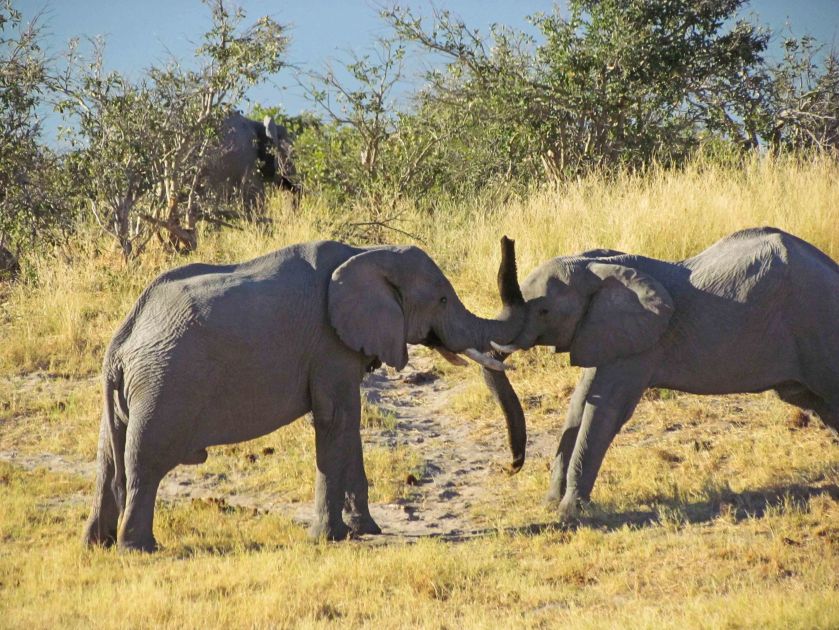 photograph by Cheryl Merrill