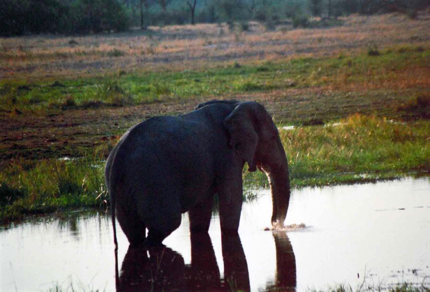 photograph by Cheryl Merrill