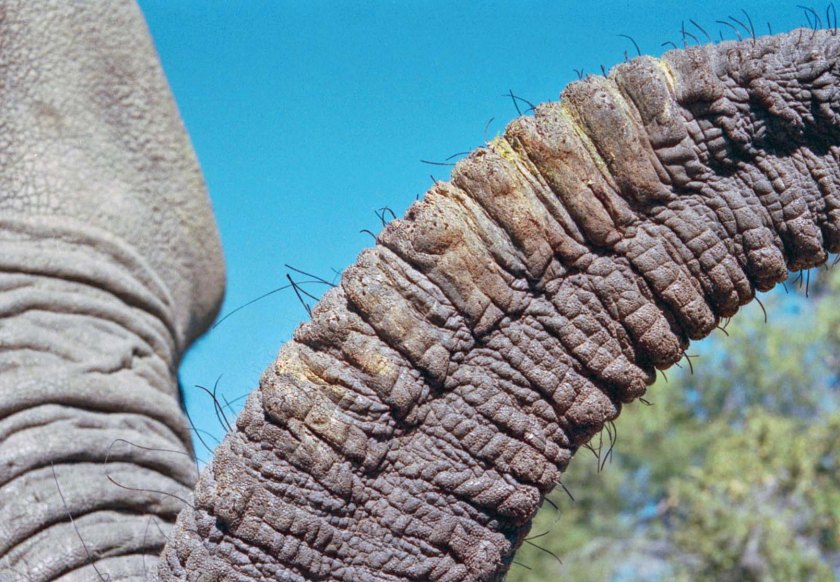 photograph by Cheryl Merrill