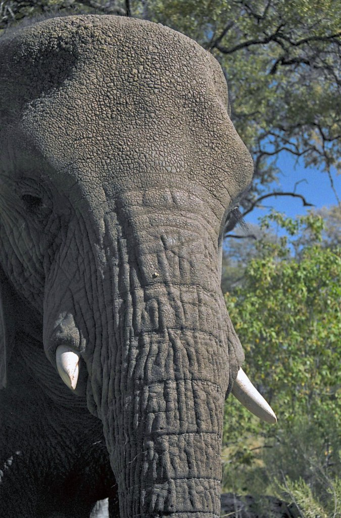 Photograph by Cheryl Merrill