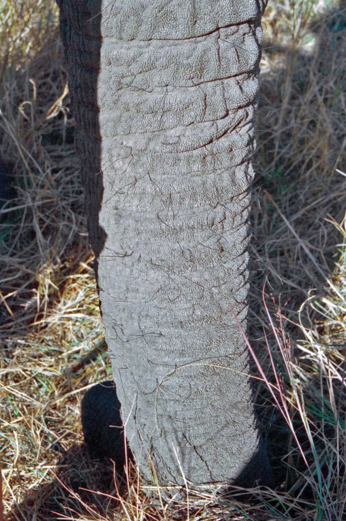 photograph by Cheryl Merrill