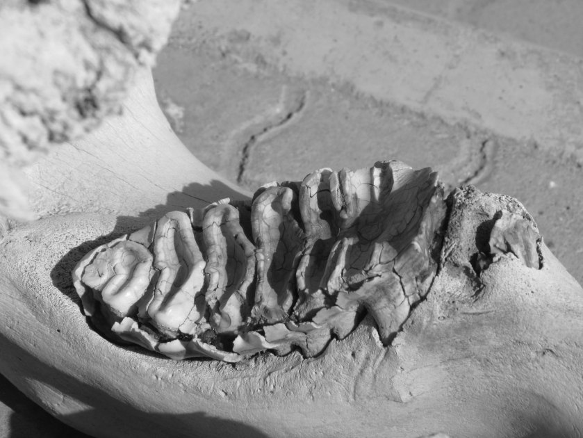 photograph by Cheryl Merrill