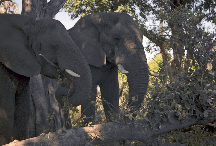 photograph by Cheryl Merrill