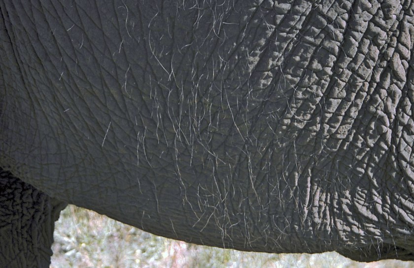 photograph by Cheryl Merrill