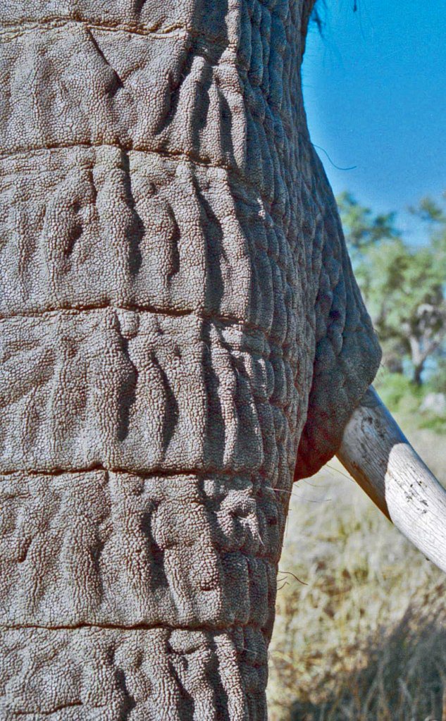 photograph by Cheryl Merrill