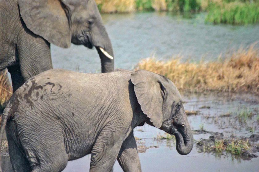 photograph by Cheryl Merrill