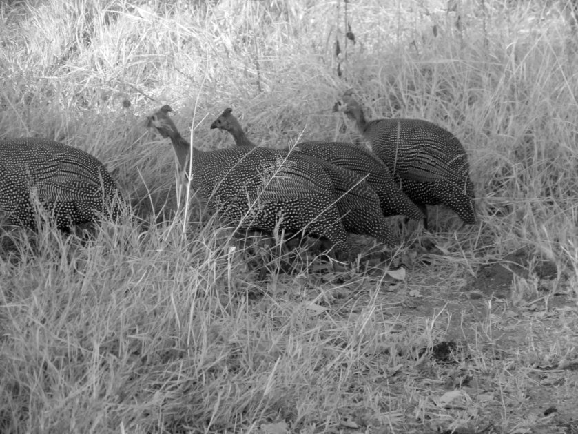 photograph by Cheryl Merrill