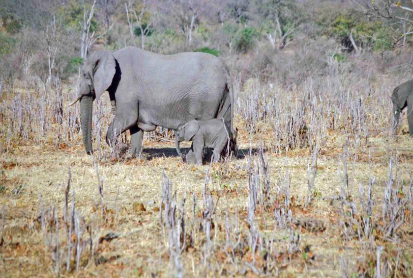 photograph by Cheryl Merrill