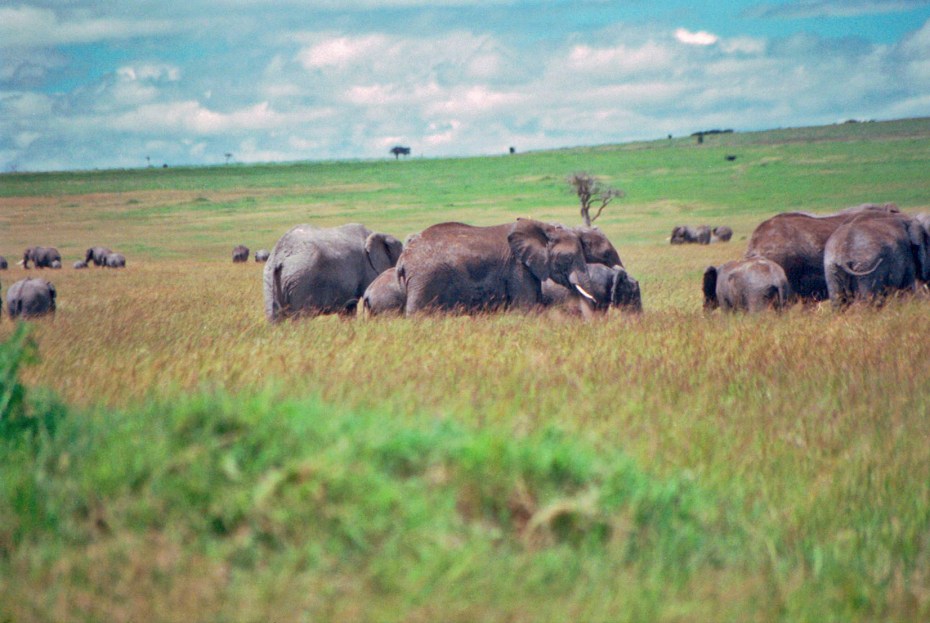 photograph by Cheryl Merrill