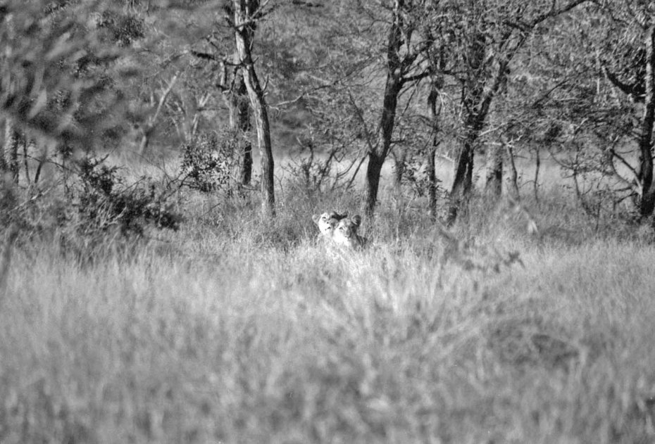 photograph by Cheryl Merrill