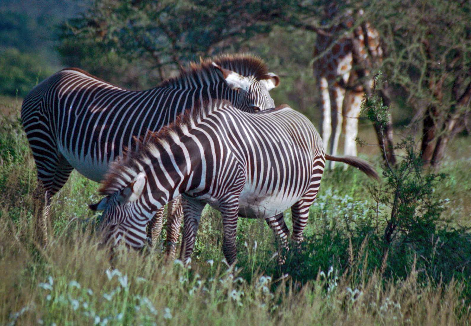 grevys-zebras-giraffe-legs